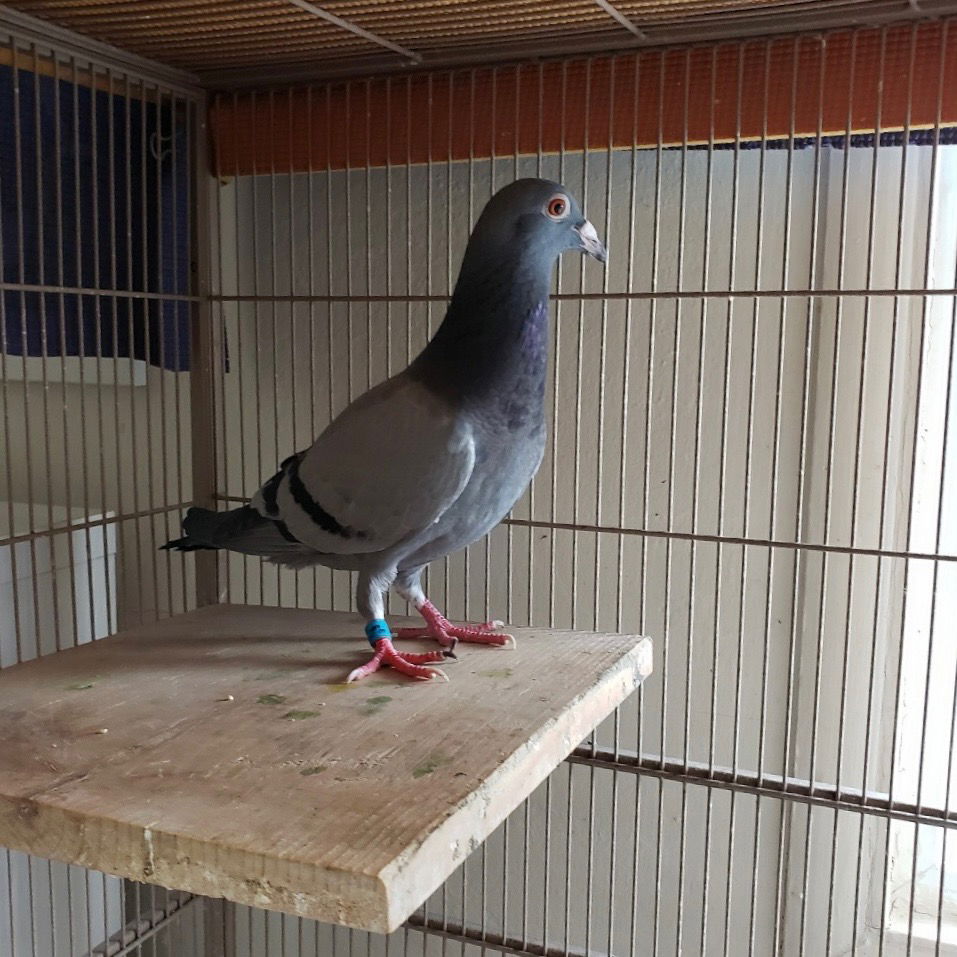 adoptable Bird in San Francisco, CA named Fenwick w/ Martin