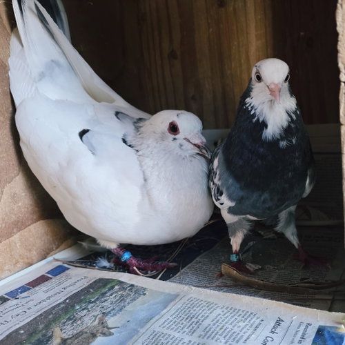 Freedom w/Olivia, a poultry for adoption from Palomacy Pigeon & Dove Adoptions