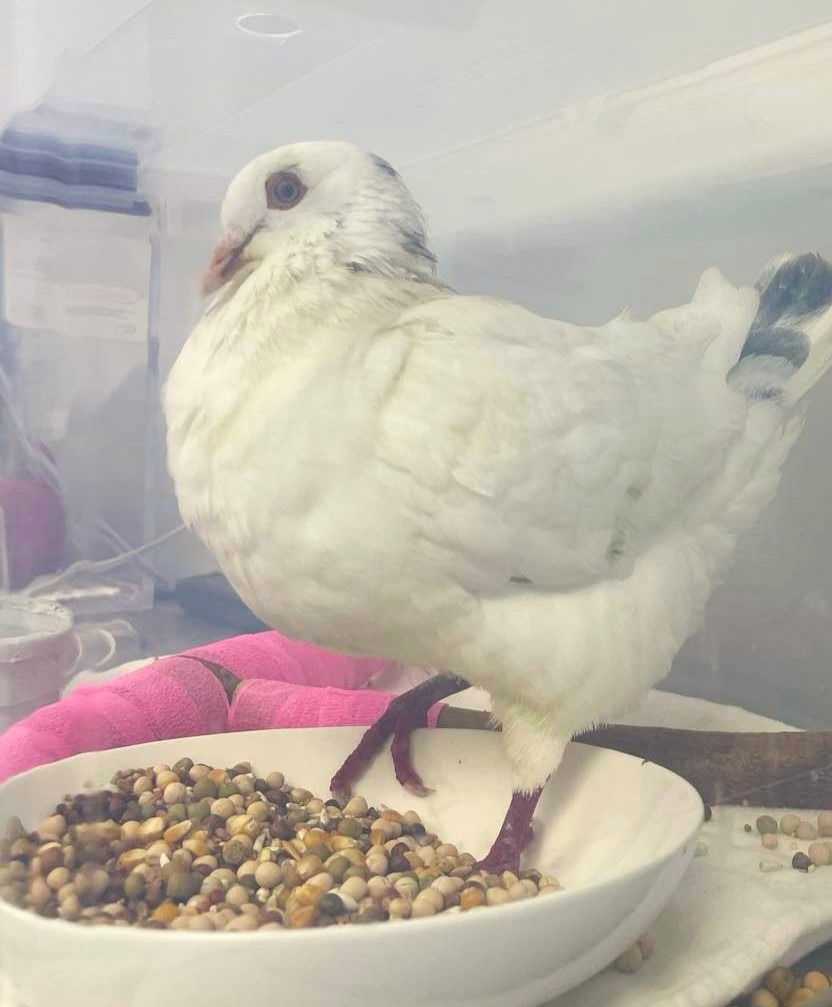 adoptable Bird in San Francisco, CA named Freedom