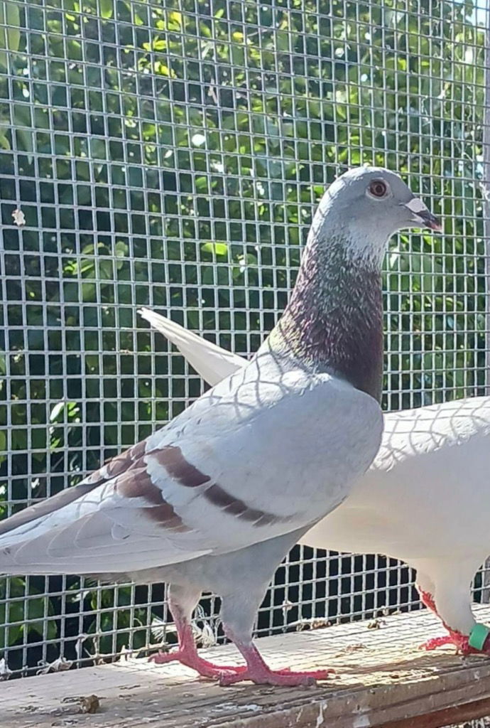 adoptable Bird in San Francisco, CA named Tramonto