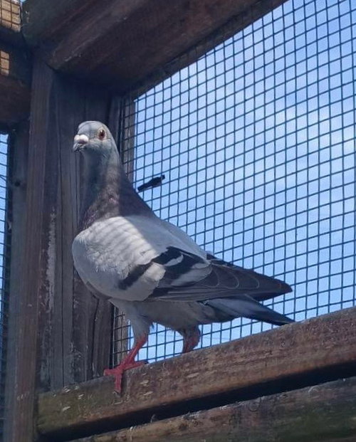 Alba w/ Batman, a poultry for adoption from Palomacy Pigeon & Dove Adoptions