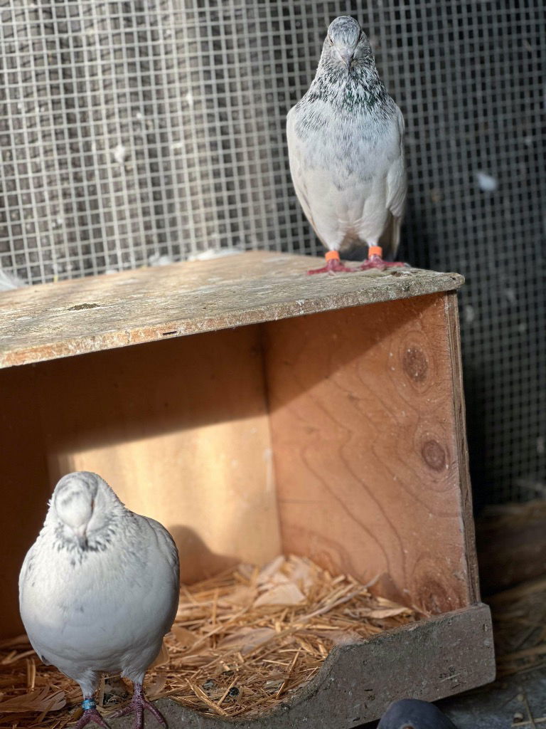 adoptable Bird in San Francisco, CA named Lyric w/Angel