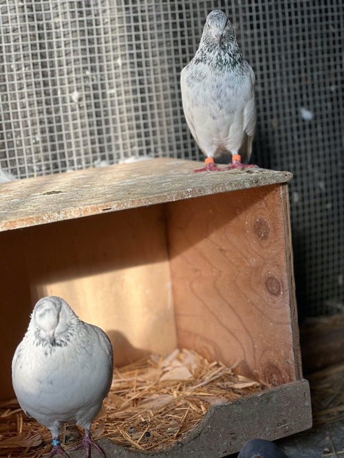 Lyric w/Polka, a poultry for adoption from Palomacy Pigeon & Dove Adoptions