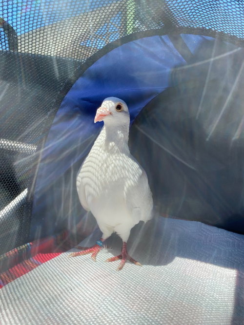Luigi w/Nilla, a poultry for adoption from Palomacy Pigeon & Dove Adoptions