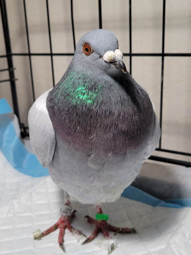 adoptable Bird in San Francisco, CA named Rosebud