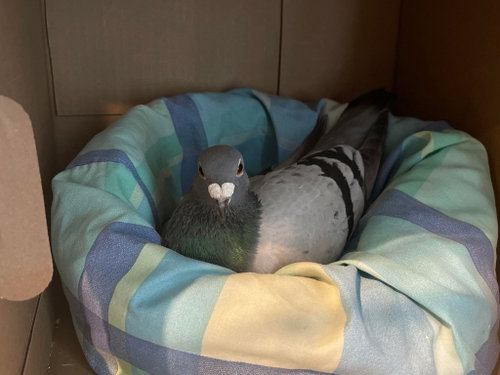 Davy w/ Hippo, a poultry for adoption from Palomacy Pigeon & Dove Adoptions