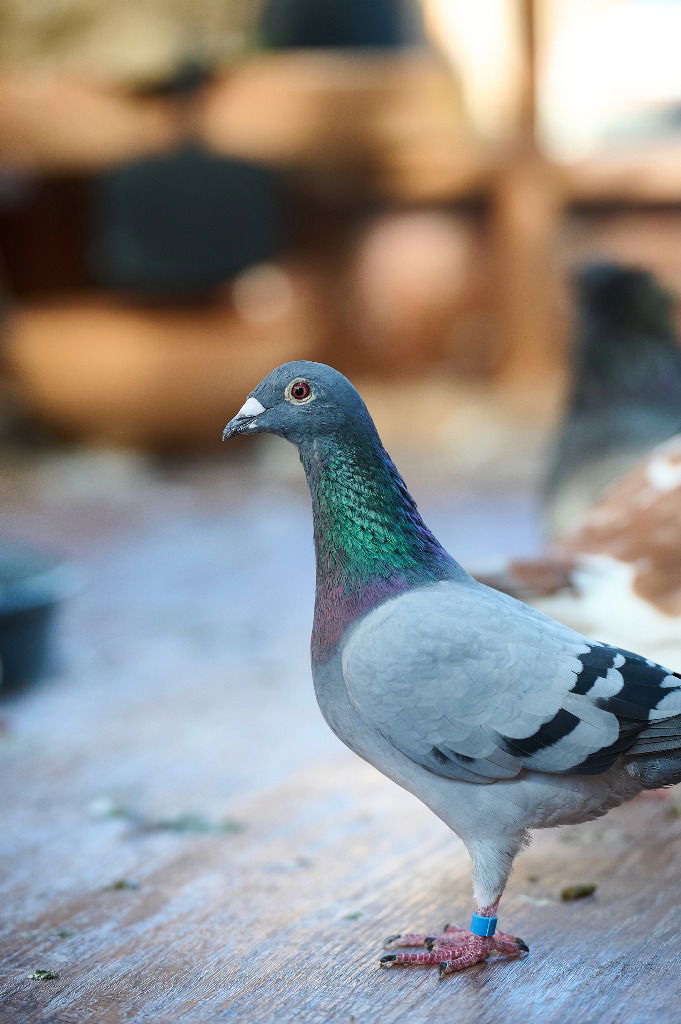 adoptable Bird in San Francisco, CA named Pinball