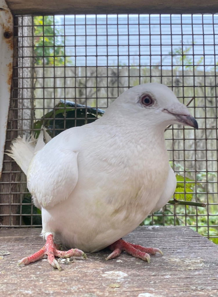 adoptable Bird in San Francisco, CA named Nilla w/Luigi