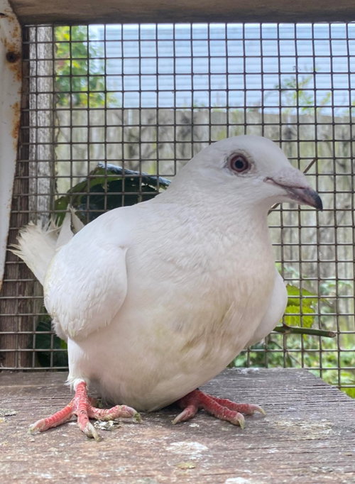 Nilla w/Luigi, a poultry for adoption from Palomacy Pigeon & Dove Adoptions