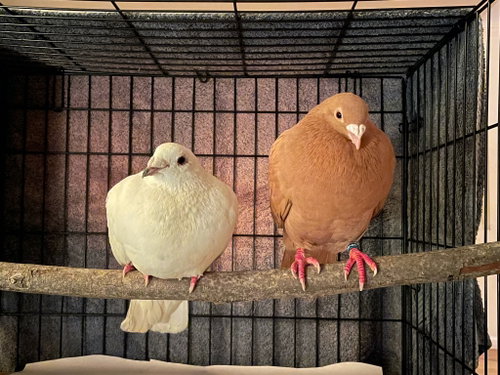 Photo 2 of Nilla w/Luigi