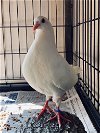 adoptable Bird in  named Cori w/Cisco