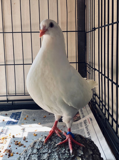 Cori w/Cisco, a poultry for adoption from Palomacy Pigeon & Dove Adoptions