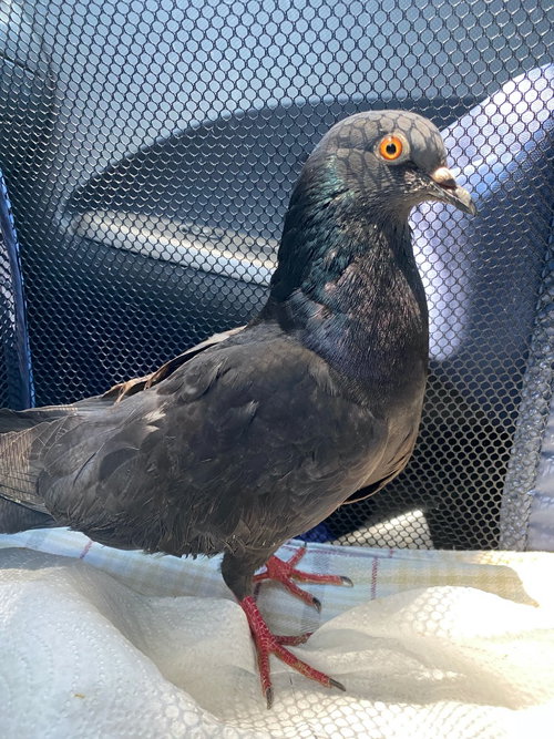 Cisco w/Cori, a poultry for adoption from Palomacy Pigeon & Dove Adoptions