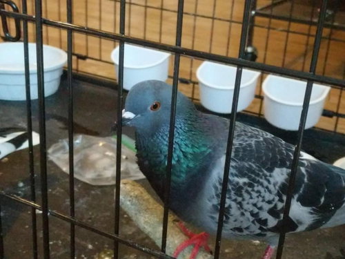 Bonnie w/ Clyde, a poultry for adoption from Palomacy Pigeon & Dove Adoptions