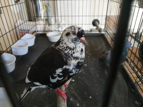 Clyde w/ Bonnie, a poultry for adoption from Palomacy Pigeon & Dove Adoptions