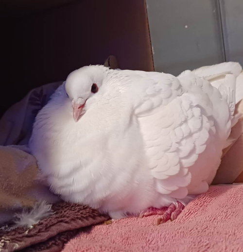 Sam w/ Layla, a poultry for adoption from Palomacy Pigeon & Dove Adoptions