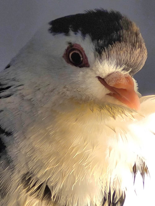 Oreo w/ Cocoa, a poultry for adoption from Palomacy Pigeon & Dove Adoptions