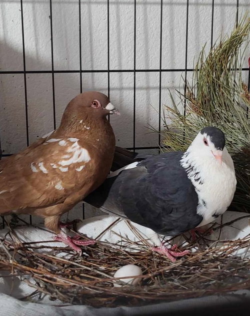 Photo 2 of Oreo w/ Cocoa