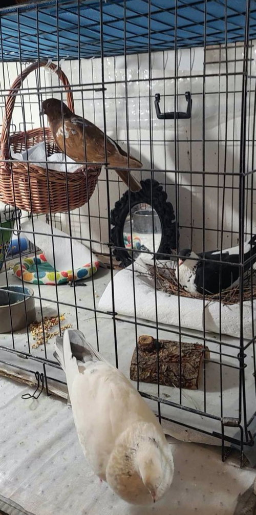 Photo 3 of Oreo w/ Cocoa