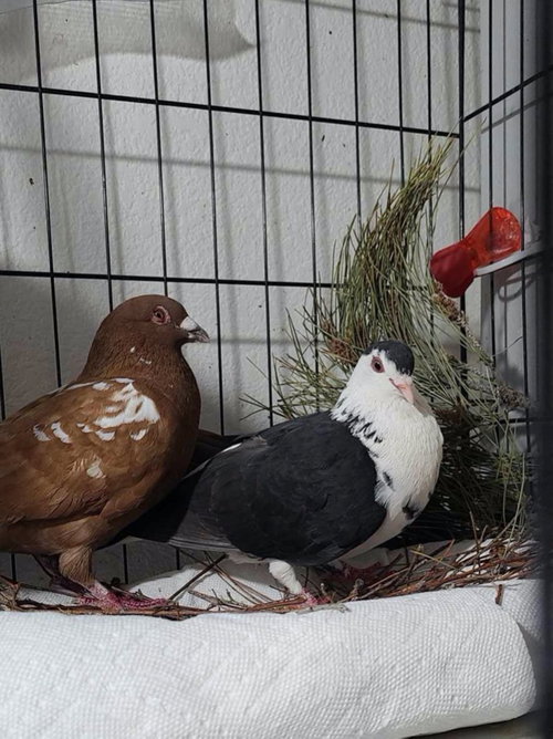 Photo 4 of Oreo w/ Cocoa