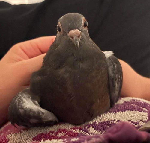 Tippy Toes w/ Bungalow, a poultry for adoption from Palomacy Pigeon & Dove Adoptions