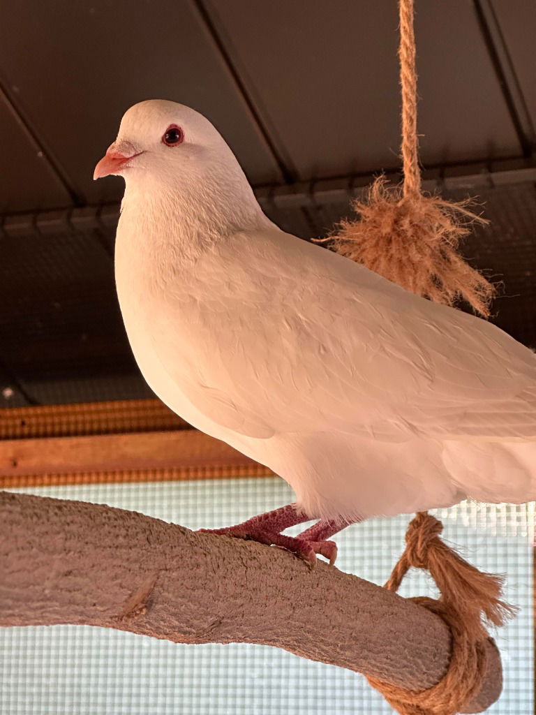 adoptable Bird in San Francisco, CA named Kimchi