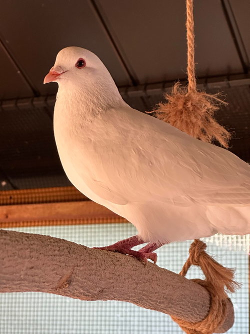 Kimchi w/Twinkle, a poultry for adoption from Palomacy Pigeon & Dove Adoptions