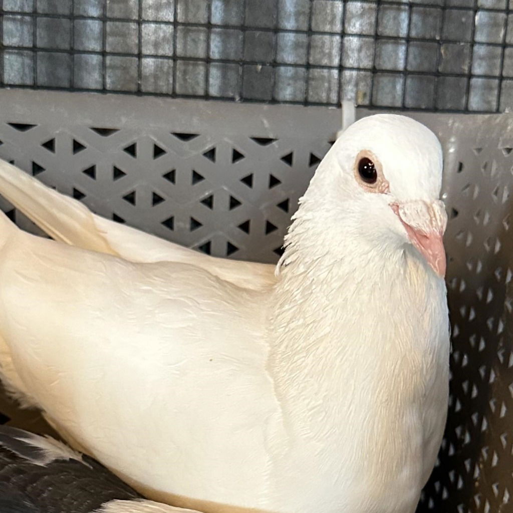 adoptable Bird in San Francisco, CA named Farrah w/ Kismet