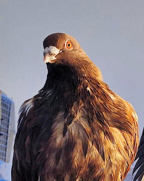 Cocoa w/ Oreo, a poultry for adoption from Palomacy Pigeon & Dove Adoptions
