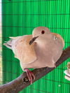 adoptable Bird in  named Breeze