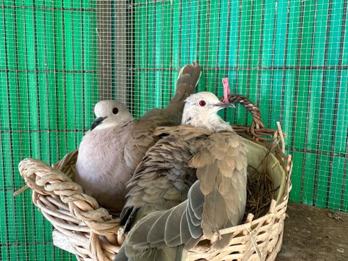Mackenzie, a poultry for adoption from Palomacy Pigeon & Dove Adoptions