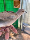 adoptable Bird in San Francisco, CA named Mackenzie