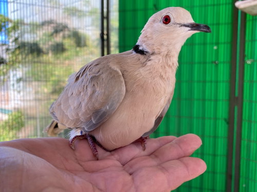 Florence, a poultry for adoption from Palomacy Pigeon & Dove Adoptions