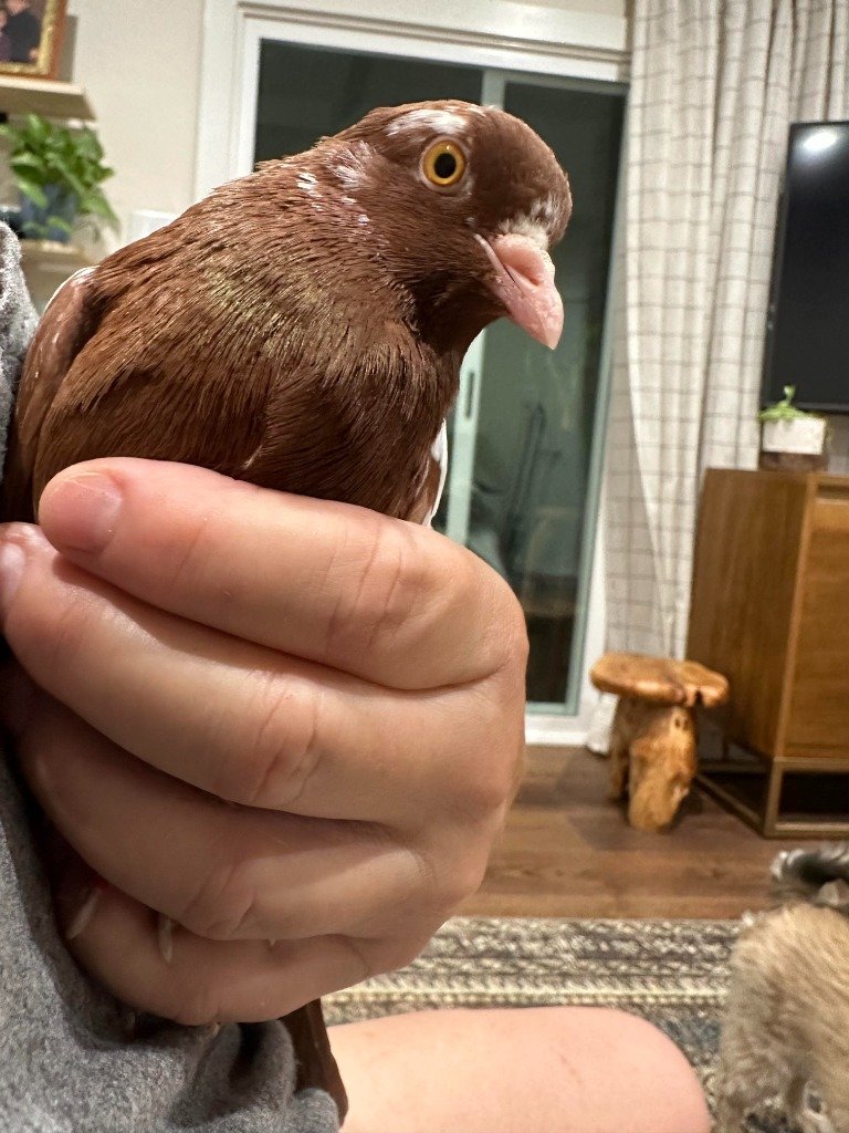 adoptable Bird in San Francisco, CA named Speculoos