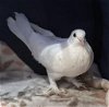 adoptable Bird in  named Pal