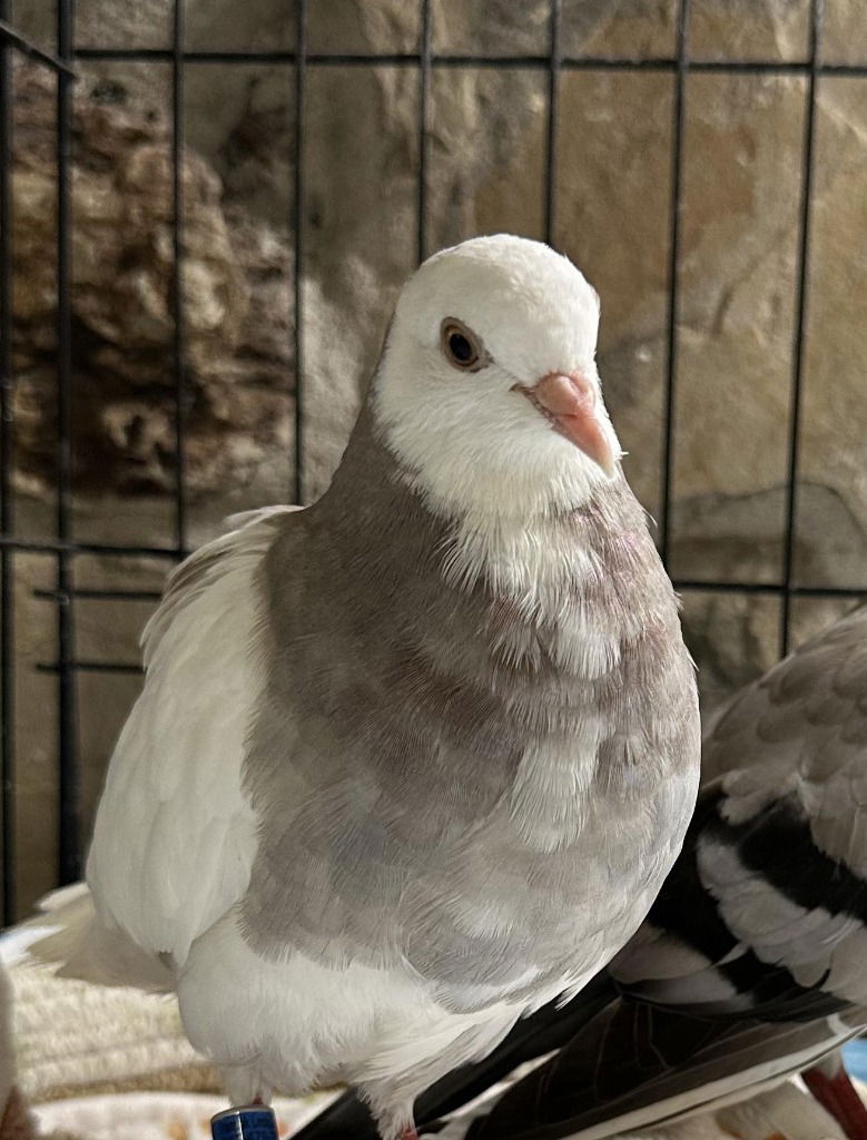 adoptable Bird in San Francisco, CA named Waffles