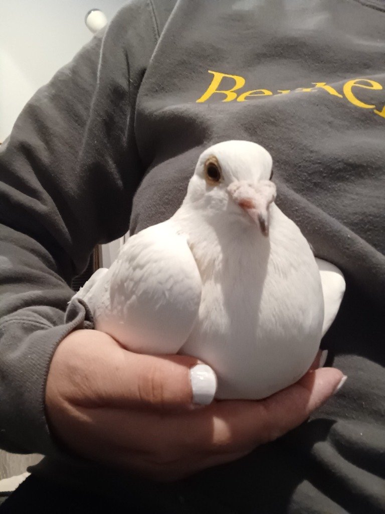 adoptable Bird in San Francisco, CA named Bungalow w/ Tippy Toes