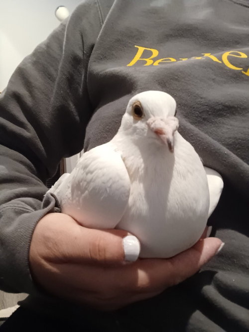 Bungalow w/ Tippy Toes, a poultry for adoption from Palomacy Pigeon & Dove Adoptions