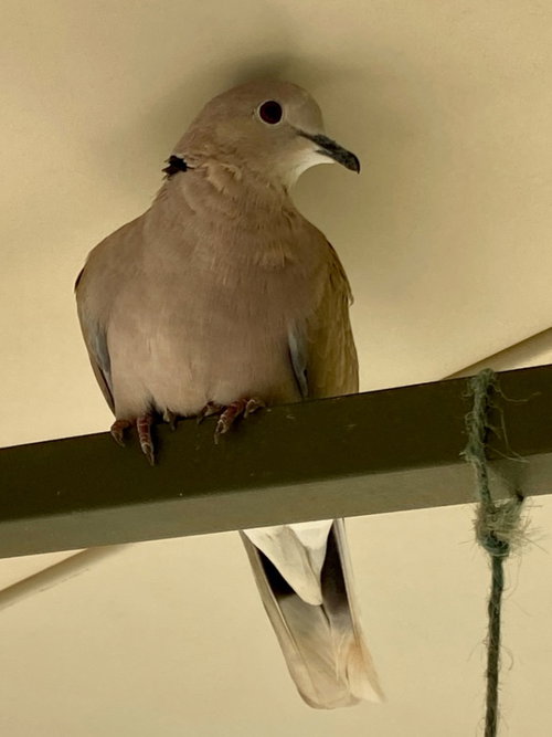 George, a poultry for adoption from Palomacy Pigeon & Dove Adoptions
