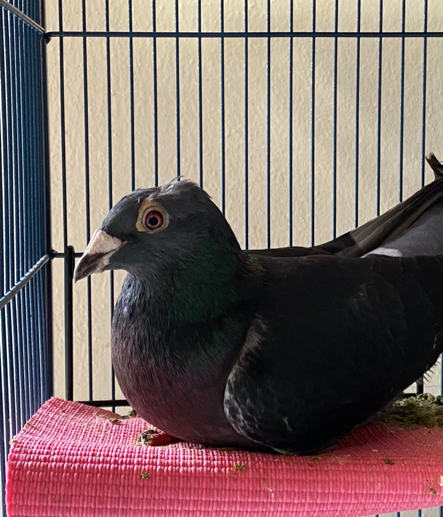 adoptable Bird in San Francisco, CA named Zelda