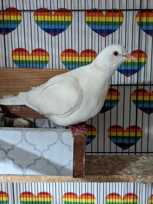 Idyll, a poultry for adoption from Palomacy Pigeon & Dove Adoptions