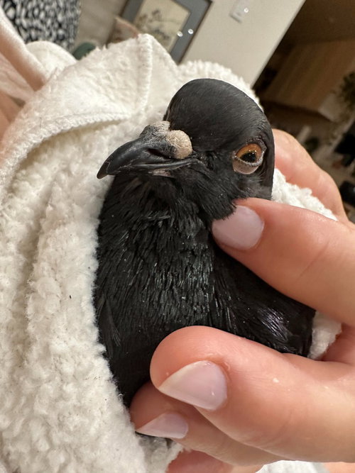 Ace w/Lake, a poultry for adoption from Palomacy Pigeon & Dove Adoptions