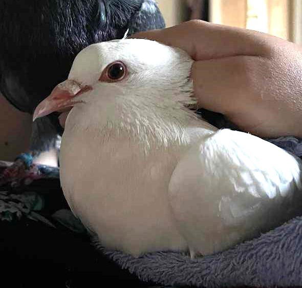 adoptable Bird in San Francisco, CA named Mort