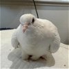 adoptable Bird in  named Topaz