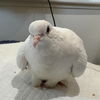 adoptable Bird in San Francisco, CA named Topaz