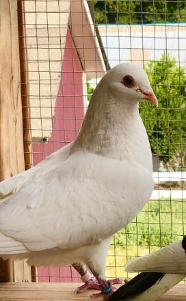 adoptable Bird in San Francisco, CA named Vornado