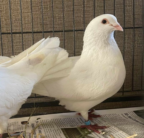Bryn w/ Lotus, a poultry for adoption from Palomacy Pigeon & Dove Adoptions