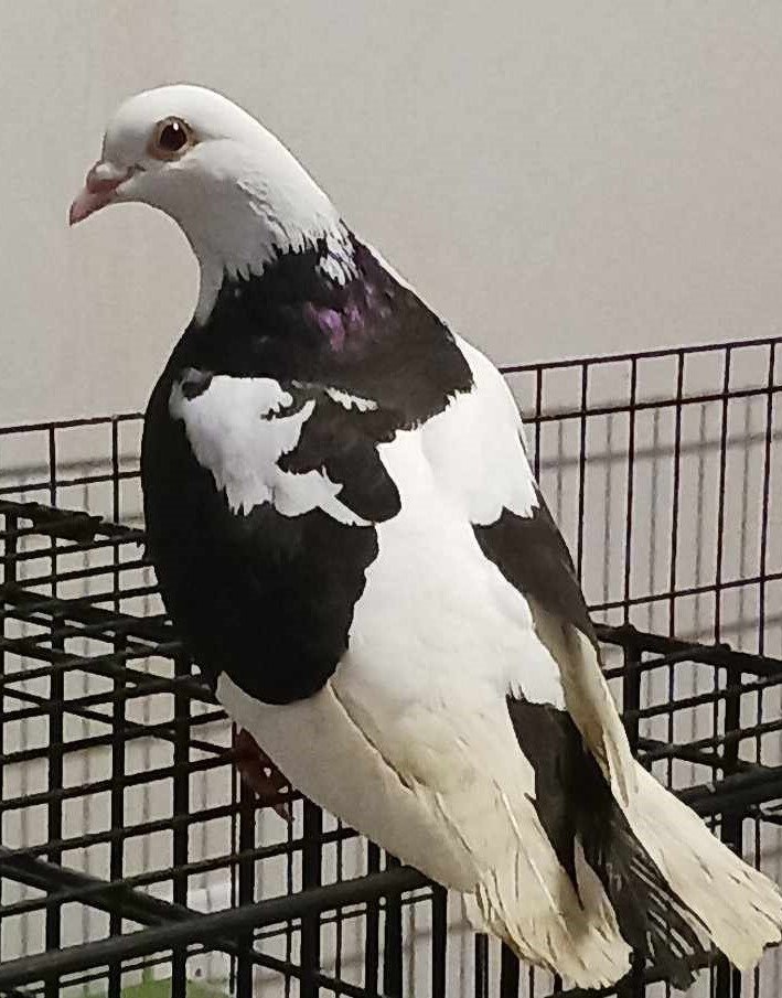 adoptable Bird in San Francisco, CA named Mopsy