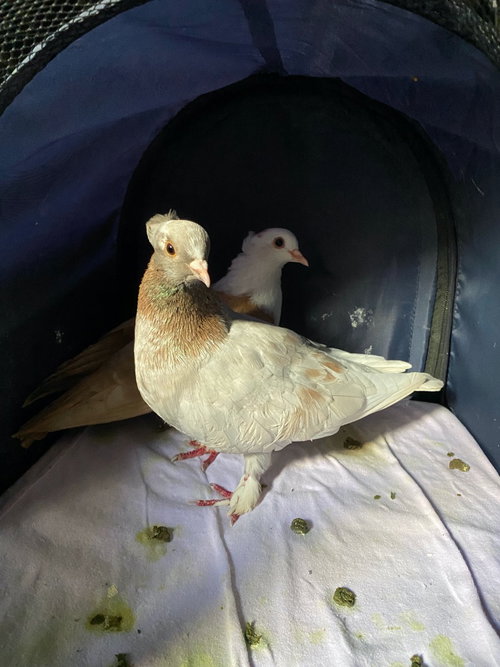 Kazoo, a poultry for adoption from Palomacy Pigeon & Dove Adoptions