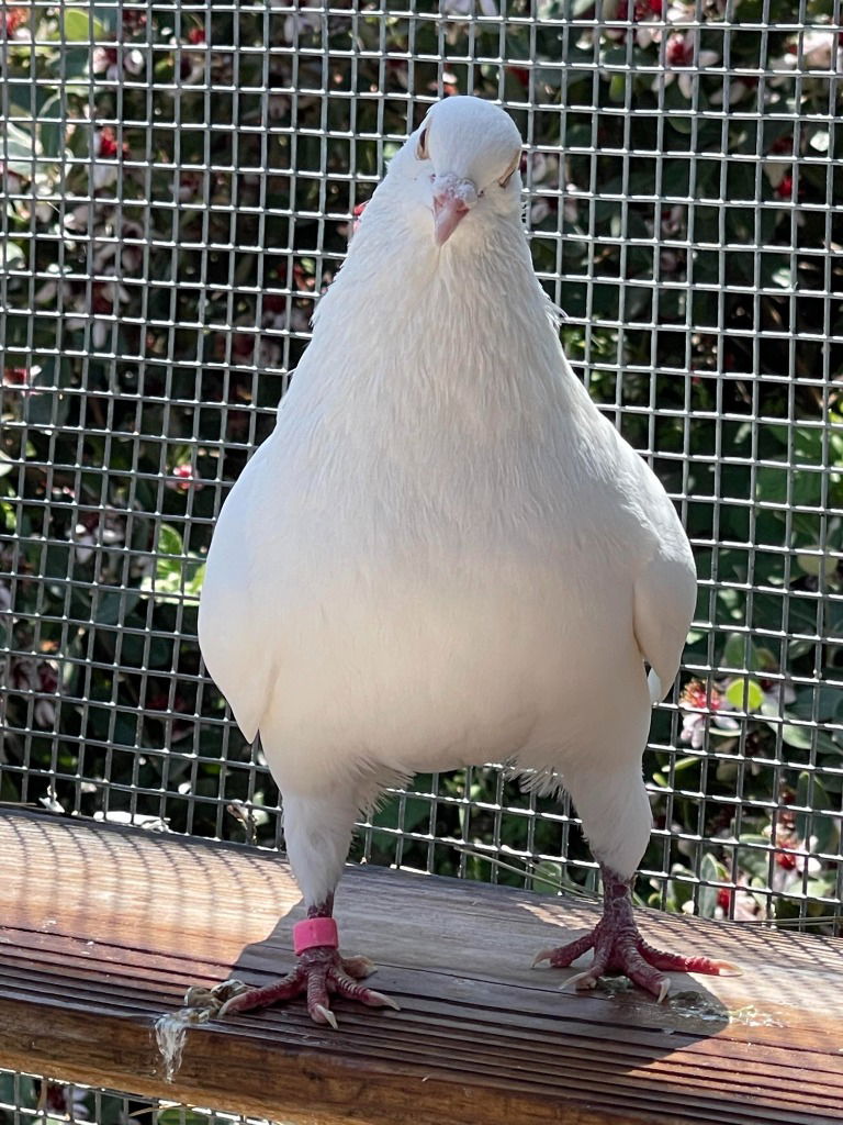 adoptable Bird in San Francisco, CA named Clifford